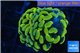 Euphyllia paraancora golden 2 polyps WYSIWYG acclimaté
