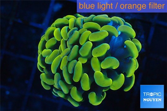 Euphyllia paraancora golden 2 polyps WYSIWYG acclimaté