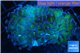 Euphyllia paraancora green purple 5-8 cm WYSIWYG acclimaté