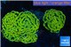 Euphyllia paraancora banana 8-12 cm WYSIWYG acclimaté