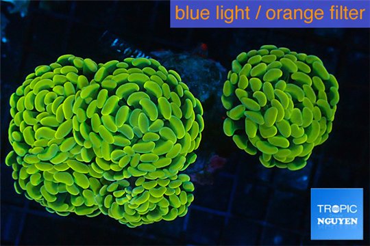 Euphyllia paraancora banana 8-12 cm WYSIWYG acclimaté