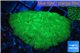 Favia green 3-4 cm WYSIWYG acclimaté