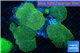 Discosoma green & blue spot 8-12 cm WYSIWYG acclimaté