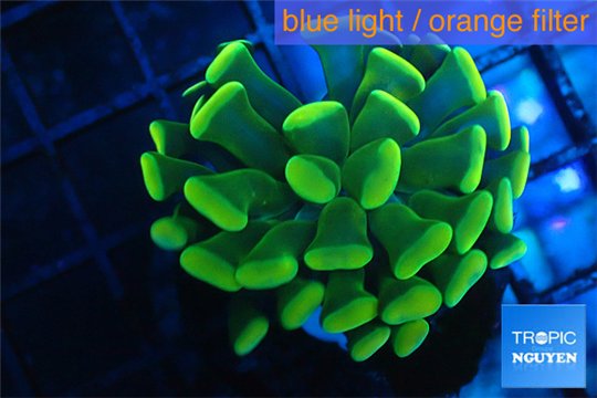 Euphyllia paraancora gold 2-4 cm WYSIWYG acclimaté
