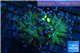 Euphyllia glabrescens gold & purple tip 6-9 cm WYSIWYG acclimaté