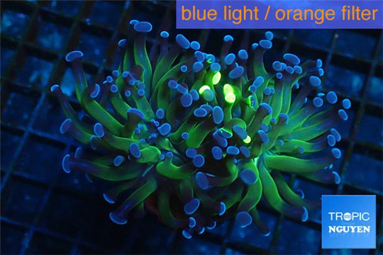 Euphyllia glabrescens gold & purple tip 6-9 cm WYSIWYG acclimaté