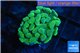 Euphyllia paraancora gold 2-4 cm WYSIWYG acclimaté