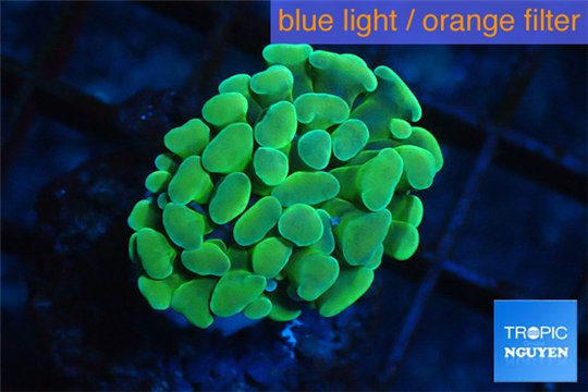 Euphyllia paraancora gold 2-4 cm WYSIWYG acclimaté