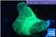 Caulastrea green 2-3 cm WYSIWYG acclimaté