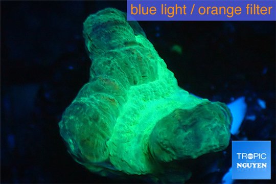 Caulastrea green 2-3 cm WYSIWYG acclimaté