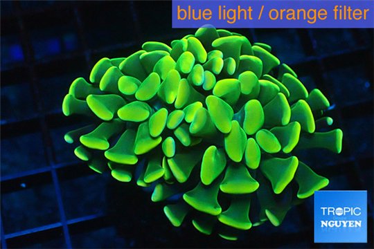 Euphyllia paraancora golden 4-7 cm WYSIWYG acclimaté