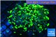 Euphyllia paraancora toxic green 5-8 cm WYSIWYG acclimaté