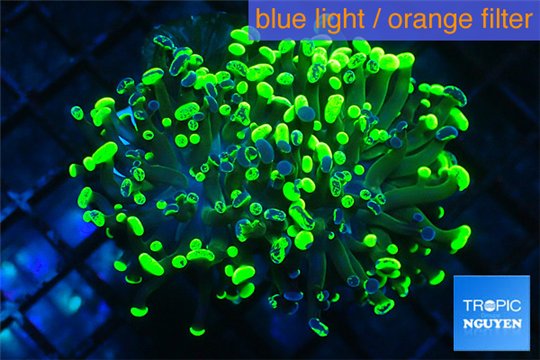 Euphyllia paraancora toxic green 5-8 cm WYSIWYG acclimaté