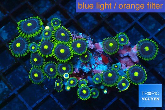 Zoanthus magician blue 4-6 cm WYSIWYG acclimaté