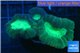Caulastrea green 3-5 cm WYSIWYG acclimaté