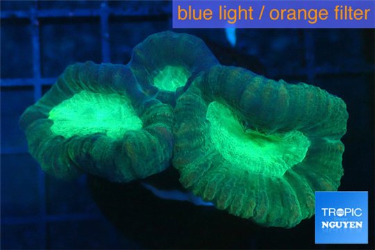 Caulastrea green 3-5 cm WYSIWYG acclimaté