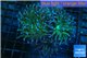 Euphyllia glabrescens gold & yellow tip 6-9 cm WYSIWYG acclimaté