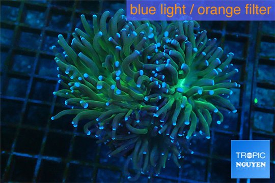 Euphyllia glabrescens gold & yellow tip 6-9 cm WYSIWYG acclimaté
