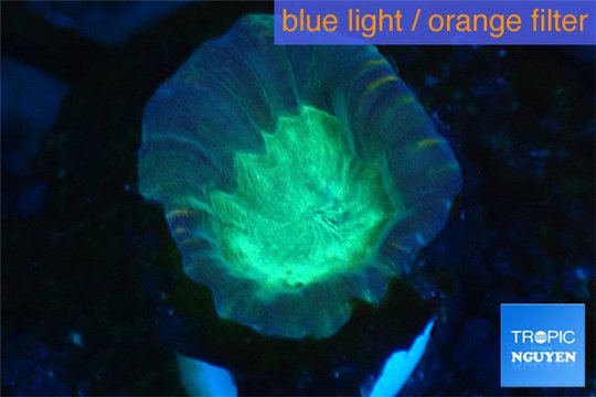 Caulastrea green 2-3 cm WYSIWYG acclimaté