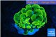 Euphyllia paraancora golden 1 polyp WYSIWYG acclimaté