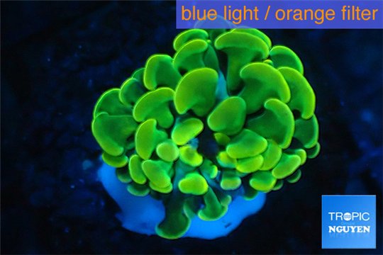 Euphyllia paraancora golden 1 polyp WYSIWYG acclimaté