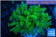 Euphyllia yayaemaensis green & purple tip 4-6 cm WYSIWYG acclimaté