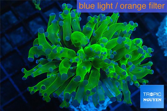 Euphyllia yayaemaensis green & purple tip 4-6 cm WYSIWYG acclimaté