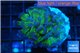 Euphyllia paraancora green purple 1 polyp WYSIWYG acclimaté
