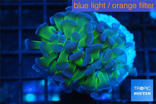 Euphyllia paraancora green purple 1 polyp WYSIWYG acclimaté