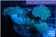 Sarcophyton triple body 10-16 cm WYSIWYG acclimaté