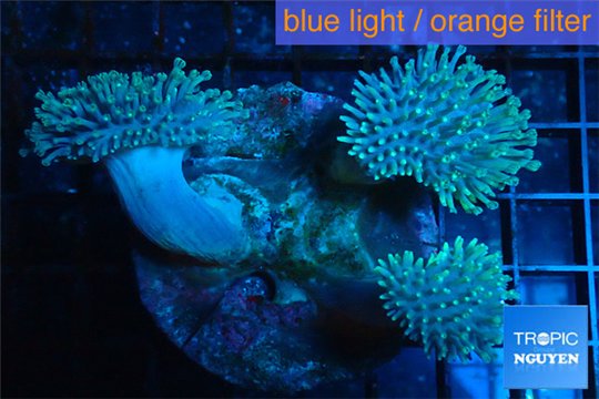 Sarcophyton triple body 10-16 cm WYSIWYG acclimaté
