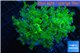 Euphyllia yayaemaensis green & purple tip 6-9 cm WYSIWYG acclimaté