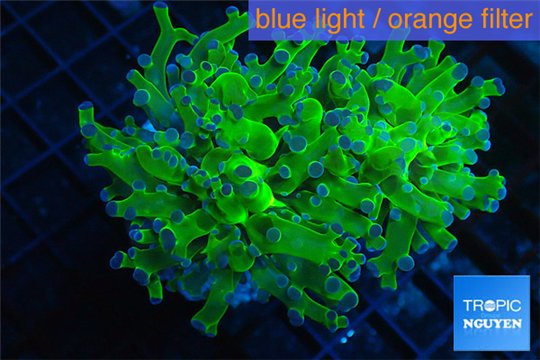 Euphyllia yayaemaensis green & purple tip 6-9 cm WYSIWYG acclimaté