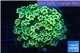 Alveopora green & orange 4-6 cm WYSIWYG acclimaté
