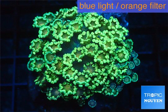 Alveopora green & orange 4-6 cm WYSIWYG acclimaté