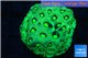 Favia neon green Australia 2-4 cm WYSIWYG acclimaté