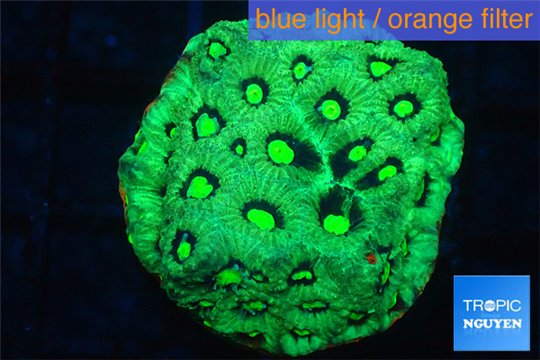 Favia neon green Australia 2-4 cm WYSIWYG acclimaté