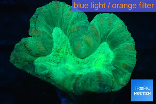 Caulastrea green 3-5 cm WYSIWYG acclimaté