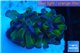 Euphyllia paraancora green purple 1 polyp WYSIWYG acclimaté