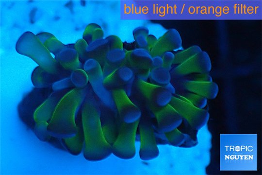 Euphyllia paraancora green purple 1 polyp WYSIWYG acclimaté