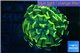 Euphyllia paraancora golden 1 polyp WYSIWYG acclimaté