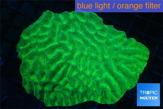 Platygyra neon green 8-13 cm WYSIWYG acclimaté