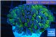 Euphyllia paraancora green purple 4-7 cm WYSIWYG acclimaté