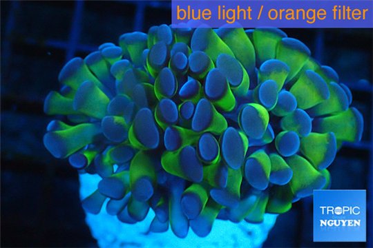 Euphyllia paraancora green purple 4-7 cm WYSIWYG acclimaté
