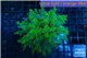 Euphyllia yayaemaensis green & purple tip 7-10 cm WYSIWYG acclimaté