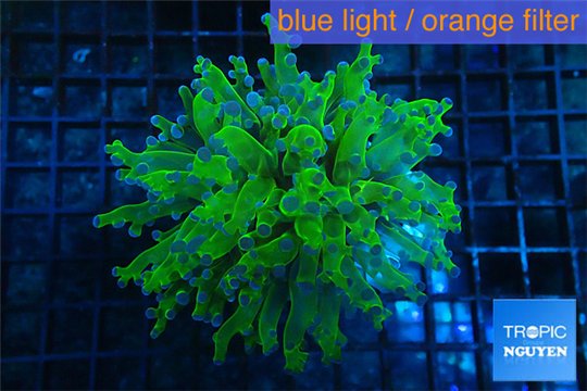 Euphyllia yayaemaensis green & purple tip 7-10 cm WYSIWYG acclimaté