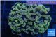 Euphyllia paraancora orange golden 4-7 cm WYSIWYG acclimaté