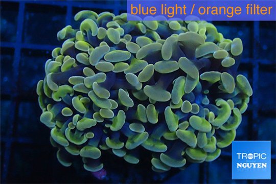 Euphyllia paraancora orange golden 4-7 cm WYSIWYG acclimaté