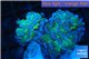 Euphyllia paraancora golden green 2 polyps WYSIWYG acclimaté