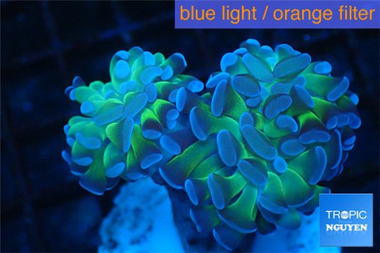 Euphyllia paraancora golden green 2 polyps WYSIWYG acclimaté
